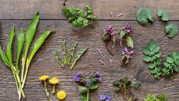 نباتات برية