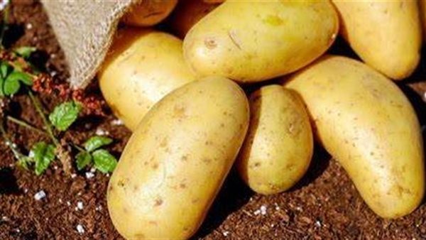 البطاطس 