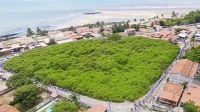 بمساحة 8400 متر مربع.. تعرف على سر أضخم شجرة كاجو في العالم