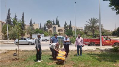 ليمون وتوت وزيتون.. جهاز الشروق يبدأ زراعة 3500 شجرة مُثمرة بجميع أحياء المدينة