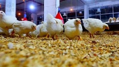 تمهيدا للانتخابات.. تفاصيل اجتماع مرتقب يضم أطراف صناعة الدواجن لأول مرة اليوم