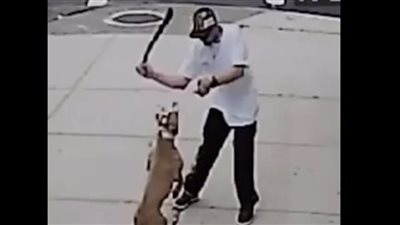 ضبط صاحب محل دواجن تعدى على الكلاب الضالة في الجيزة