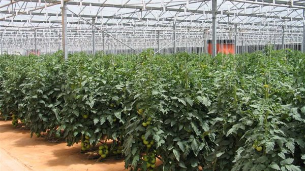 محاصيل زراعية