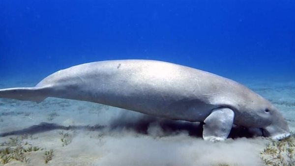 عروس البحر بسواحل