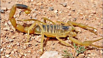 بسبب الحر.. العقارب والثعابين تلدغ 13 شخصا بالوادي الجديد