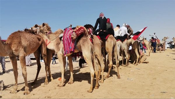 مشاركة الوادى الجديد