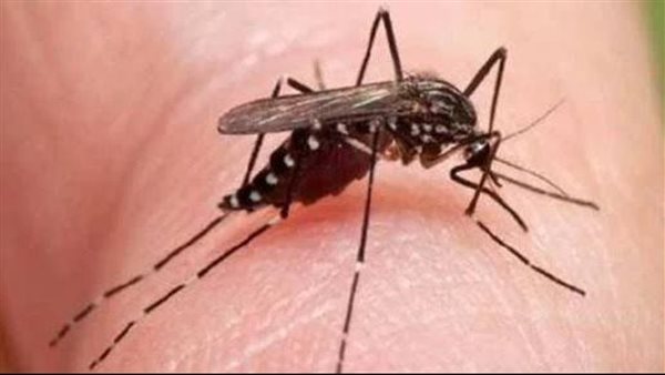 عدوى فيروس أوروبوتشي