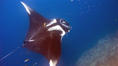 تمتلك أكبر دماغ سمكي في العالم.. ظهور سمكة شيطان البحر بسواحل الغردقة│ بث مباشر 