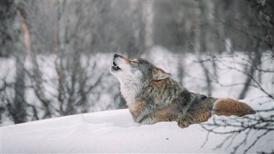 تفسير رؤية الذئب في المنام.. دلالة على وجود شخص مخادع