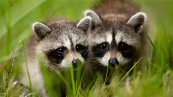 انتشار ديدان الحيوانات