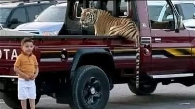 تفاصيل مرعبة جديدة في واقعة نمر يفترس طفل.. وقرار ناري من الحكومة الليبية