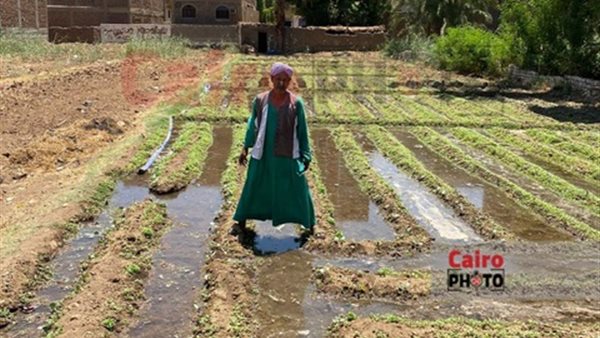 فرحة مزارعي الأقصر