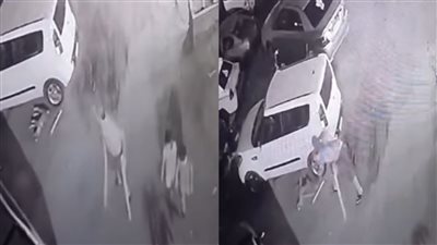 أمام صغاره│ شخص يقتل كلبا بالضرب المبرح في أحد شوارع العمرانية.. ومطالبات بمعاقبته