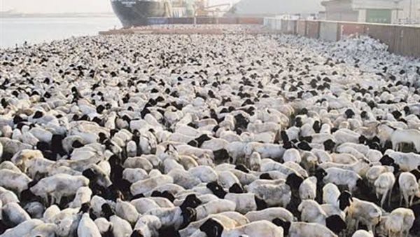 الماشية - أرشيفية