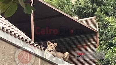 التحقيق مع رجل أعمال لتربيته أسدًا أعلى فيلته بالمعادي