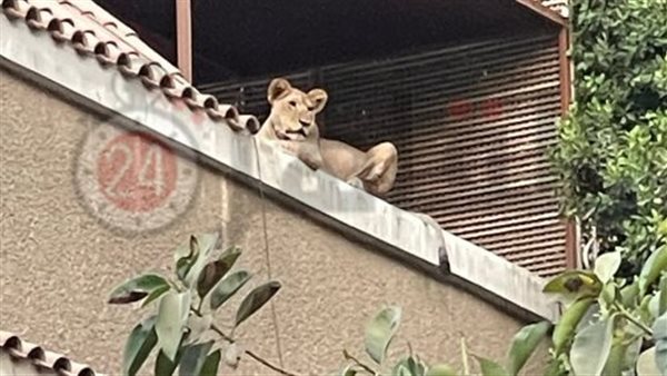 أسد فوق فيلا 