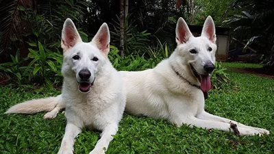 تفسير الكلب الأبيض في المنام.. سائل تحذير أم طمأنينة