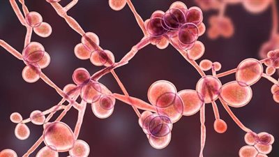 تقتل 60% من المصابين بها.. خبراء يحذرون من عدوى فطرية جديدة