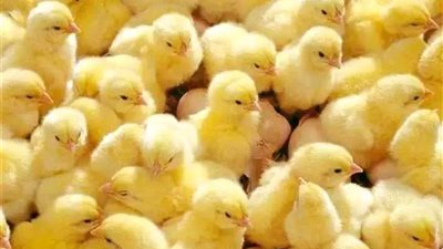 العناني عن صناعة الدواجن: من الممكن استيراد كتاكيت تسمين لحل الأزمة 