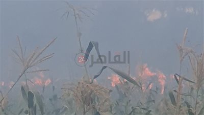 السيطرة على حريق اندلع في أرض زراعية بالمنيا| صور