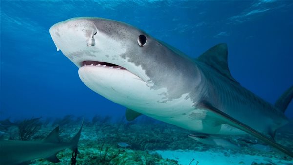ظهور القرش النمر