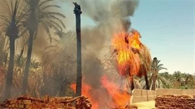 فدانان من أشجار النخيل.. السيطرة على حريق مزارع القلمون بالوادي الجديد | بث مباشر