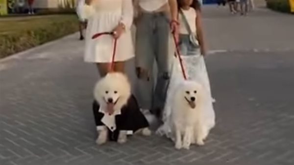 حفل زفاف لكلبين