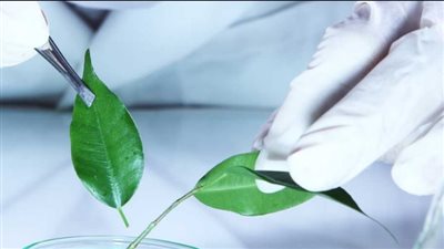 مصاريف كلية العلوم جامعة المنصورة 2024 الحكومية والأهلية.. الطب 130 ألف جنيه