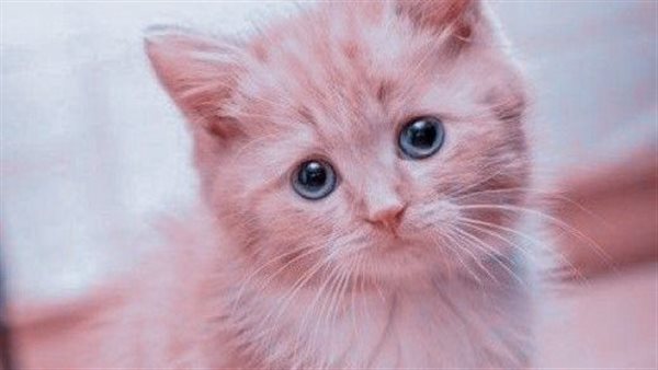 قطة - تعبيرية 