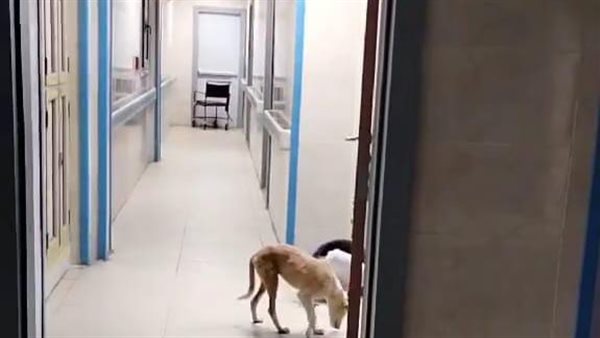 كلب داخل مستشفى الصدر