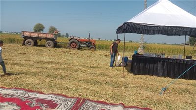 انطلاق موسم حصاد محصول الأرز في الشرقية | صور