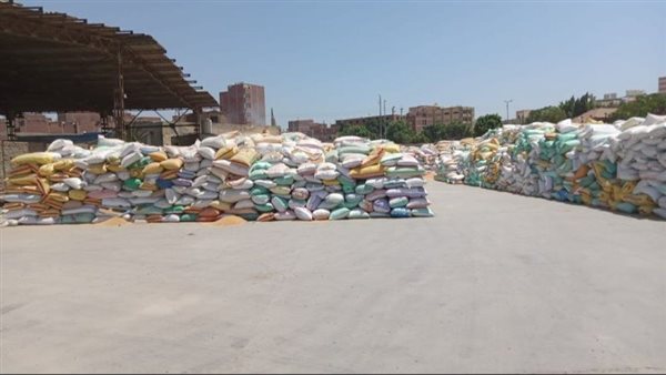 موسم حصاد القح في