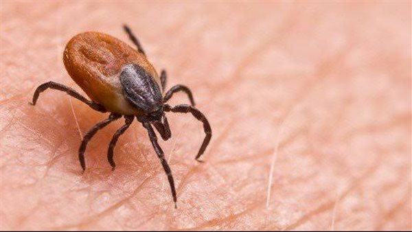 حشرة القراد