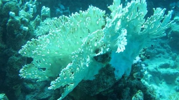 ابيضاض الشعاب المرجانية