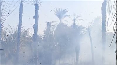 السيطرة على حريق في زراعات النخيل بأسوان