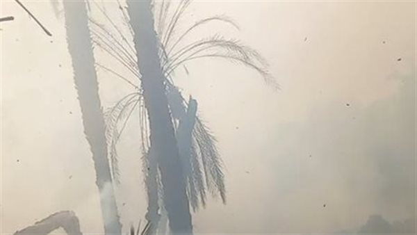 حريق هائل في 50 نخلة