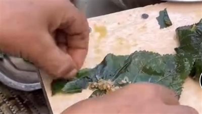 بسبب نقص الغذاء.. أوراق التوت ملاذ النازحين في غزة