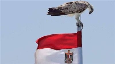 الذكرى الـ51 لـ احتفالات 6 أكتوبر.. صور وفيديوهات وأفلام توثيقية للحرب 