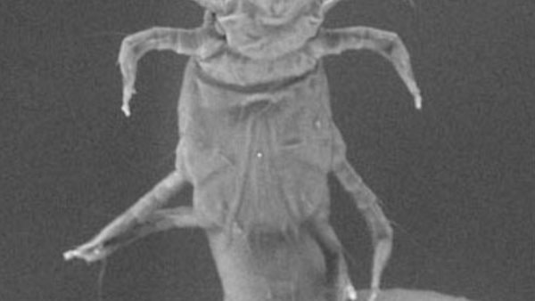 حشرات طفيلية 