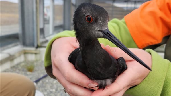 طائر الكاكي معرض