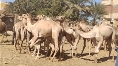 الأشهر عالميا.. انطلاق سوق الجمال بأسوان اليوم