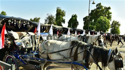  للحفاظ على الوجه الحضاري لمدينة الأقصر.. تركيب 500 حفاضة لعربات الحنطور مجانا