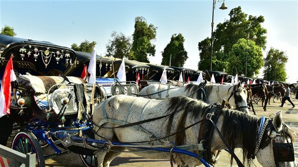 حفاضات لخيول عربات