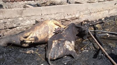 نفوق 3 أبقار وحروق بـ4 مواش أخرى.. النيران تلتهم حوش أحد المنازل في الأقصر