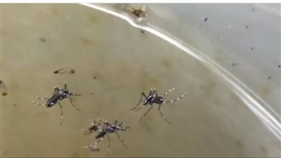 حظر تجوال.. البعوض يجبر سكان ولاية أمريكية على البقاء في منازلهم 