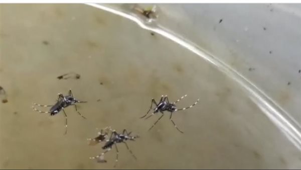 إنتشار البعوض في