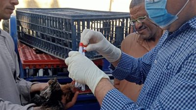 تحصين 652 ألف طائر ضد إنفلونزا الطيور في المنيا