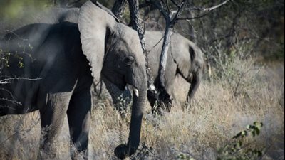 دولة إفريقية تعتزم ذبح 83 فيلا وتوزيع لحومها على الفقراء