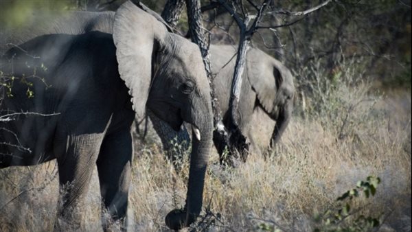 أفيال - أرشيفية