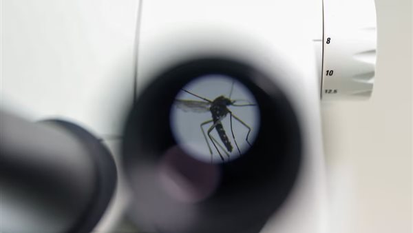  التهاب الدماغ الخيلي